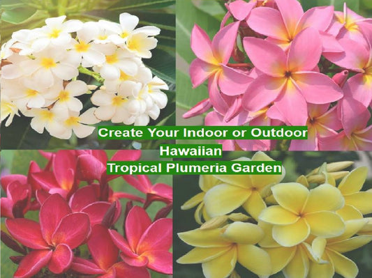 plumeria plants