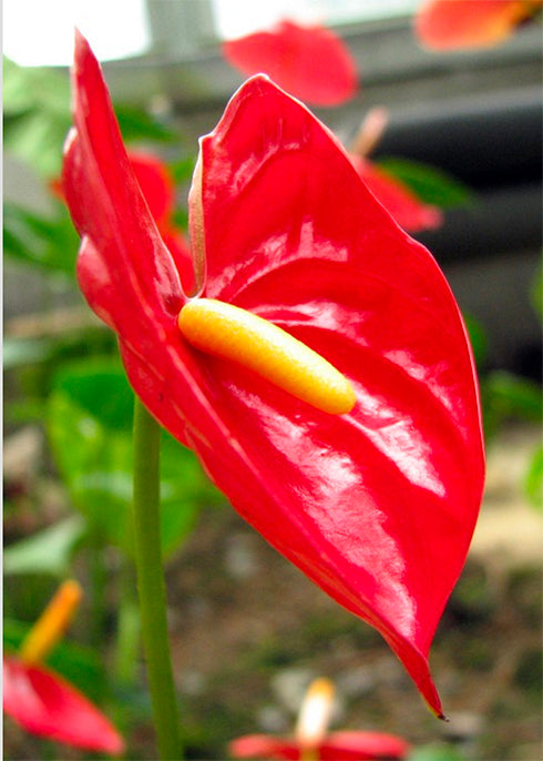Anthurium