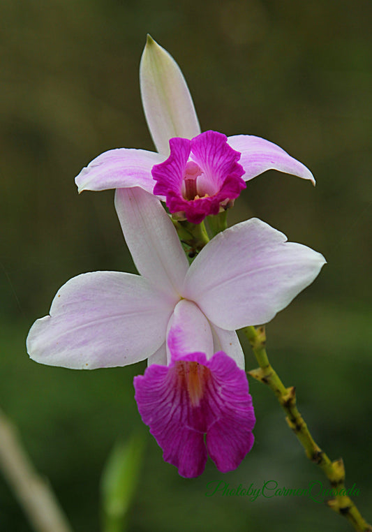 Bamboo Orchids