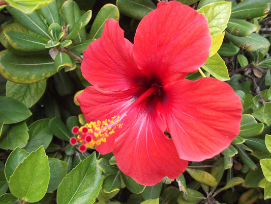 red hibiscus flowers