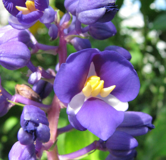 Ginger Plant Roots Collection