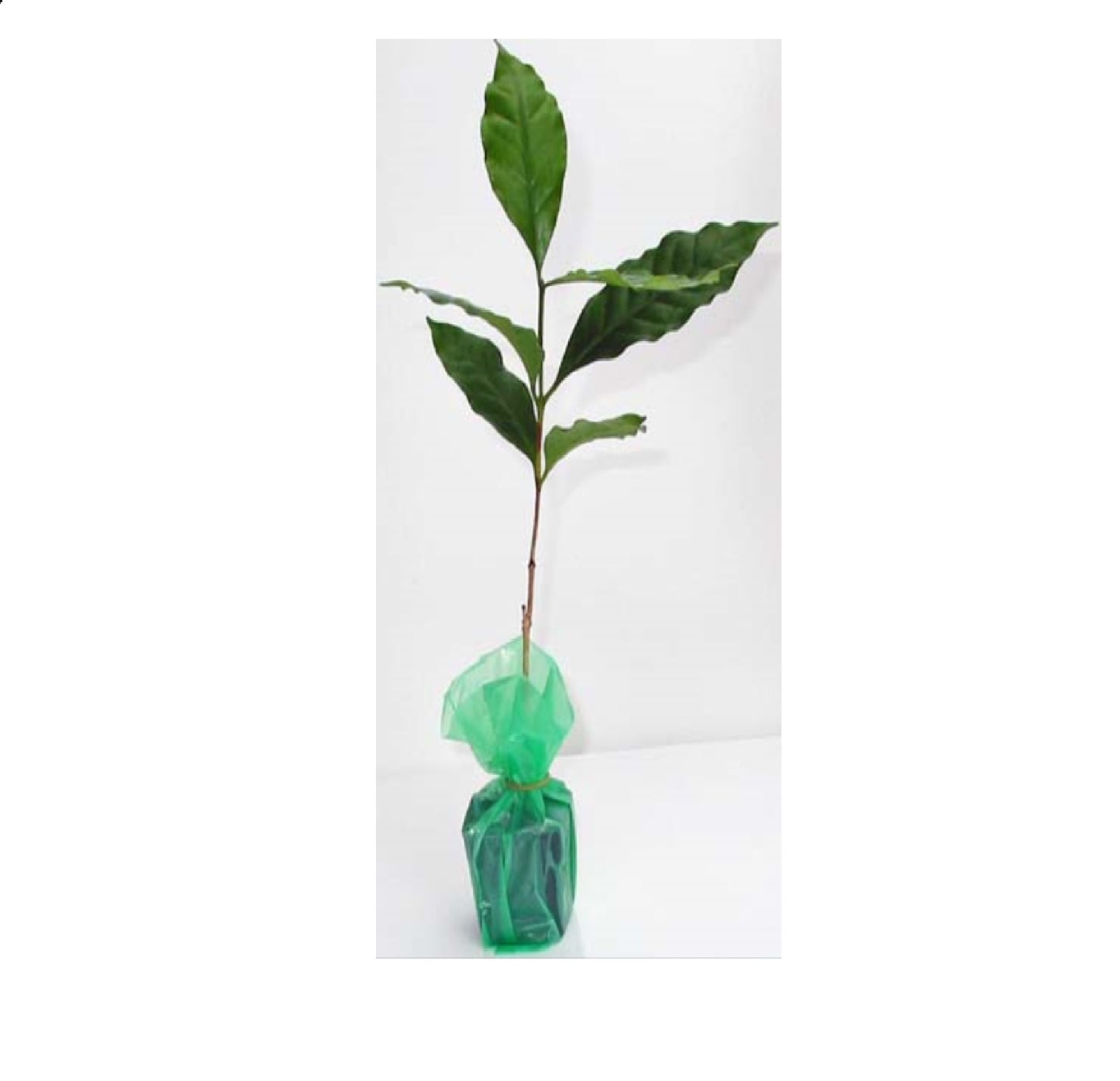 kona coffee starter plants