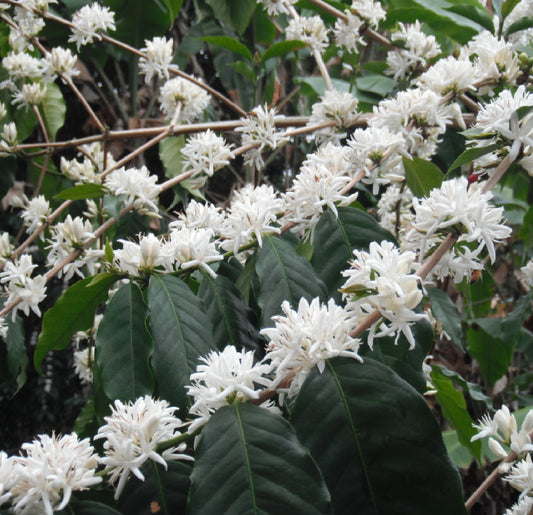 kona coffee tree flowers