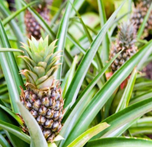 Pineapple Ananas Comosus  plants