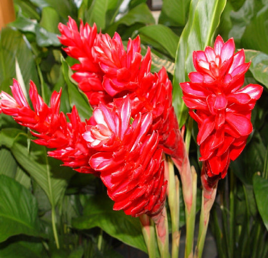 Red Ginger Alpinia Purpurata tropical plant flowers