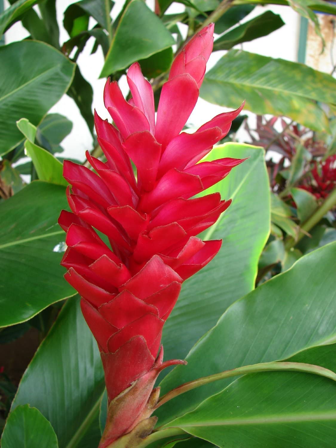 skilsmisse kuvert gas Red Ginger – Discount Hawaiian Gifts