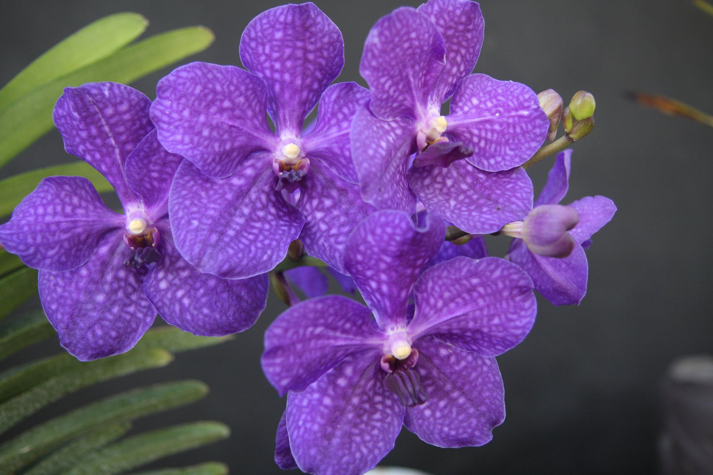 Vanda Orchid