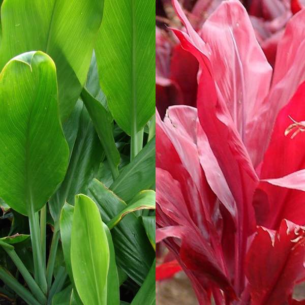 Good Luck Ti Leaf Plant