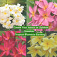Hawaiian Plumeria Plant Cuttings 4 Pack