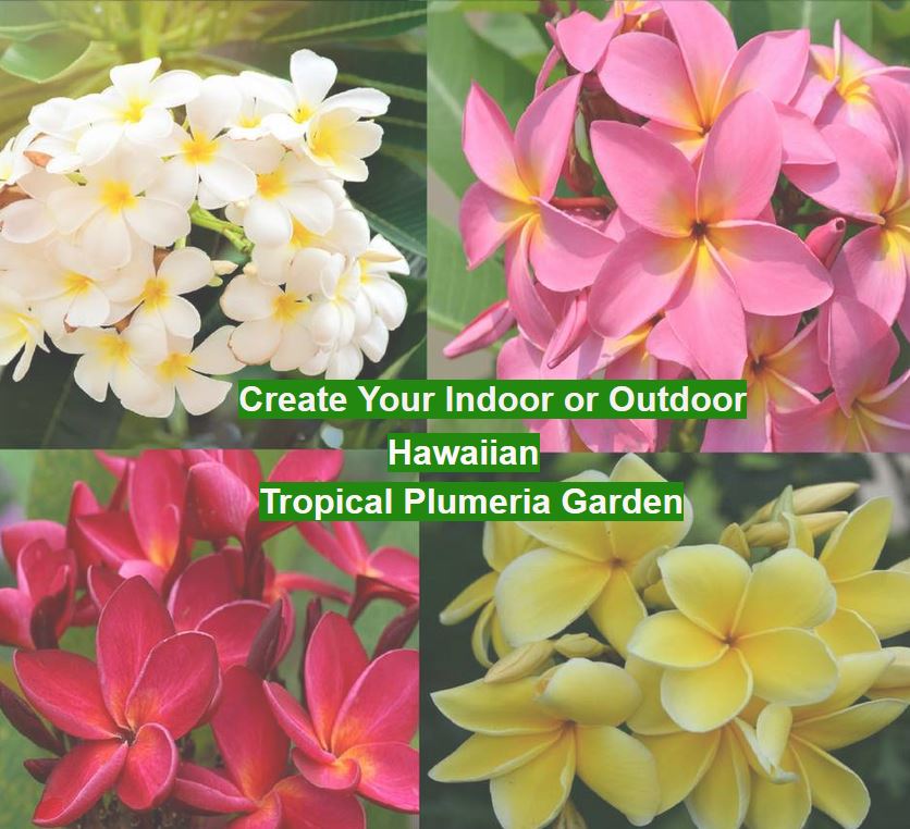 Hawaiian Plumeria Plant Cuttings 4 Pack