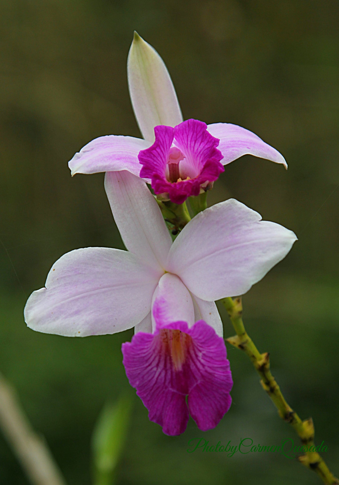 Bamboo Orchids