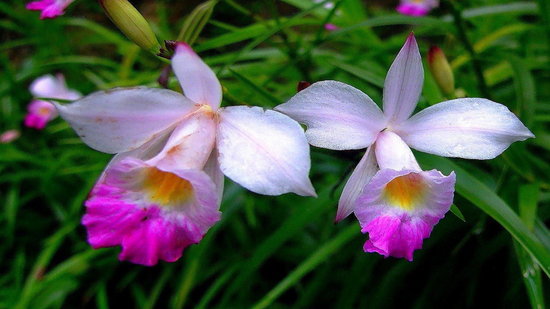 Bamboo Orchids