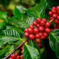 kona Coffee berries on branch