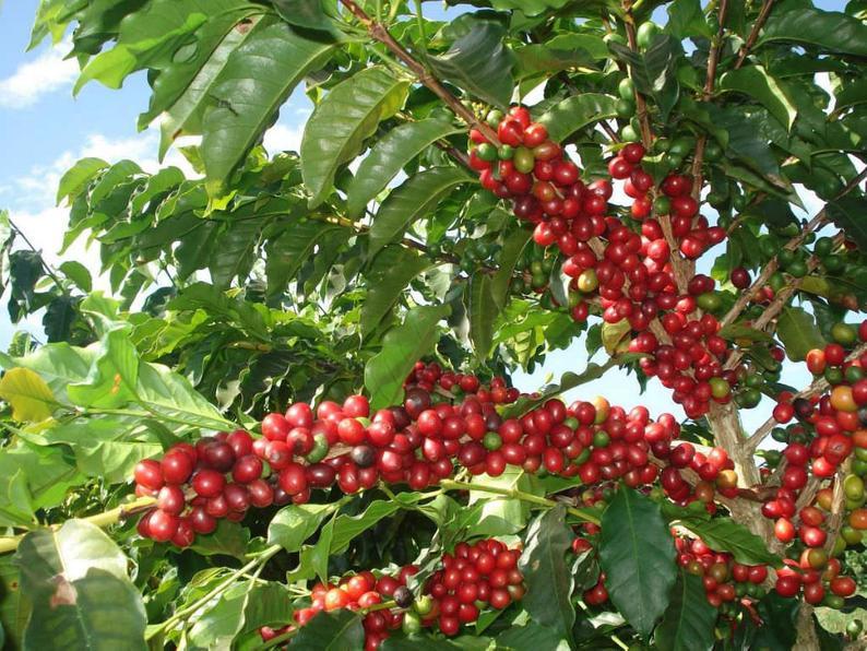kona Coffee berries on branch