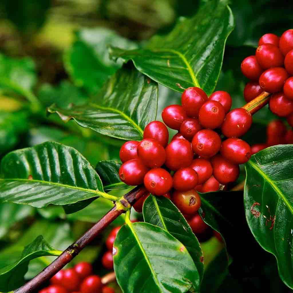 kona Coffee berries on branch