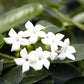 Stephanotis Jasmine plants 