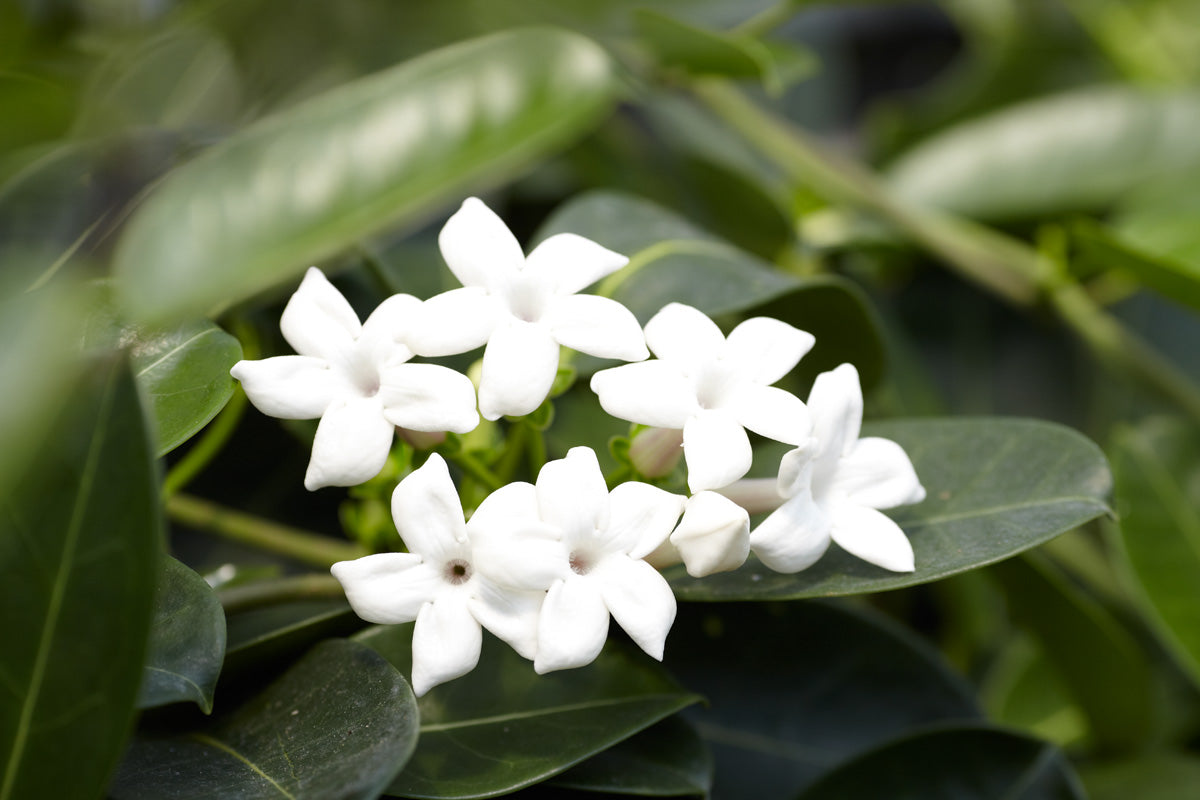 Stephanotis Jasmine plants 