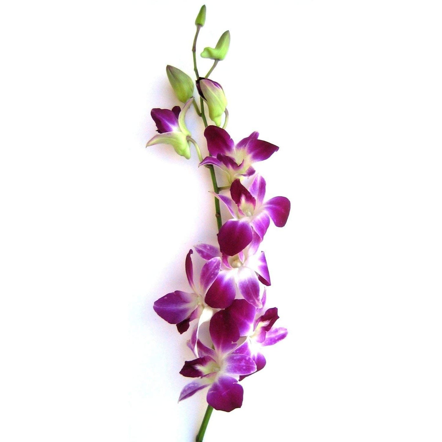 Dendrobium Orchid hawaiian plants