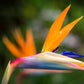 birds of paradise flower