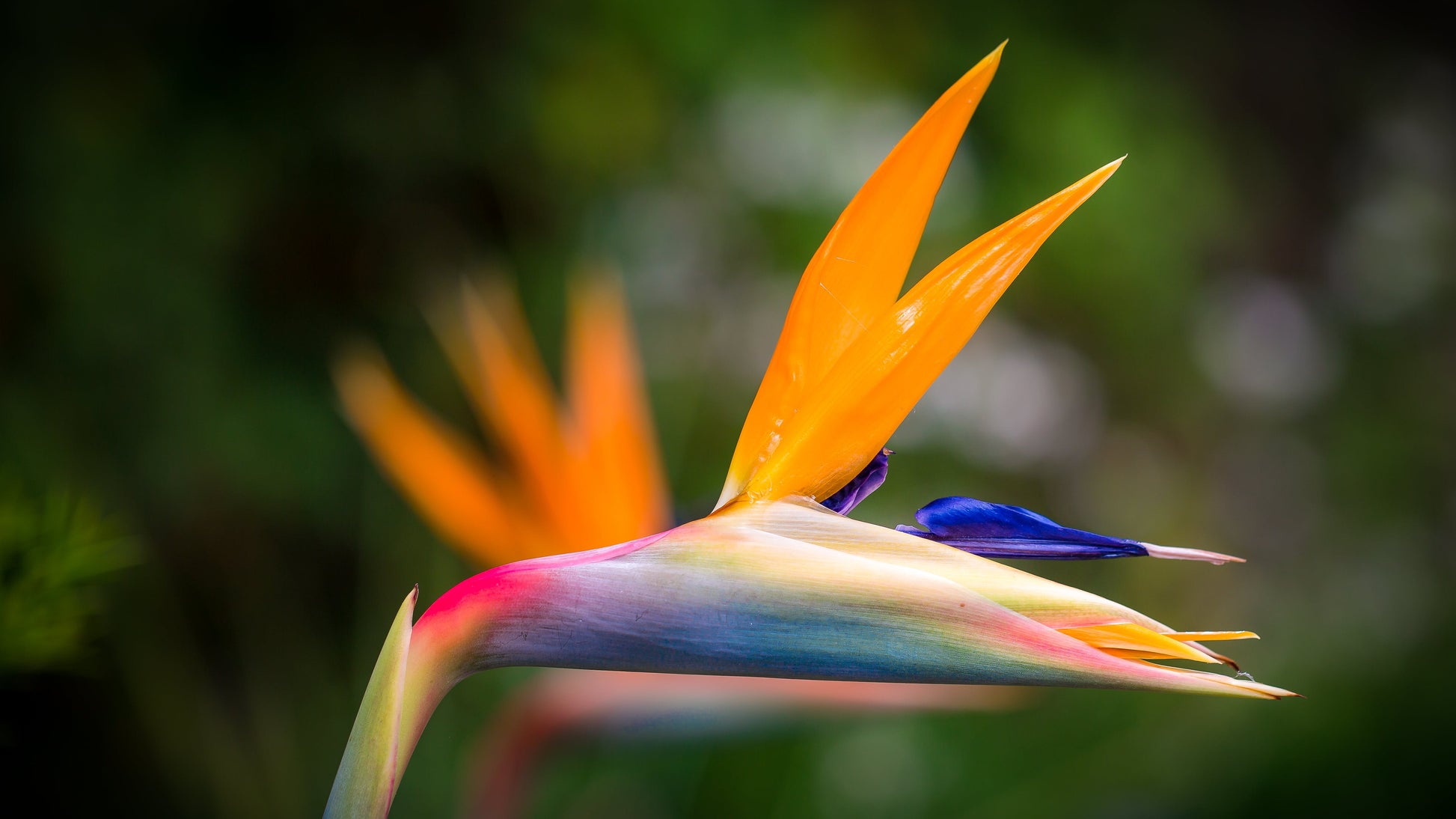 birds of paradise flower