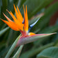strelitzia plant