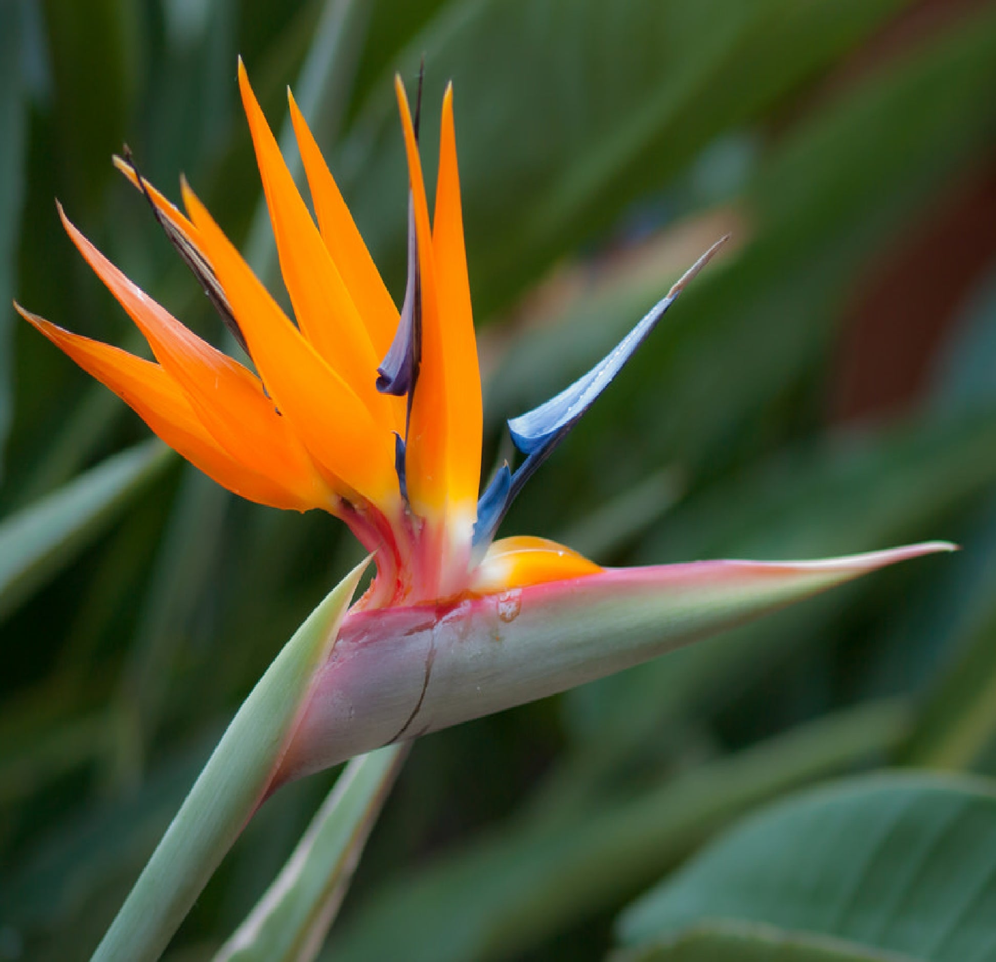 strelitzia plant