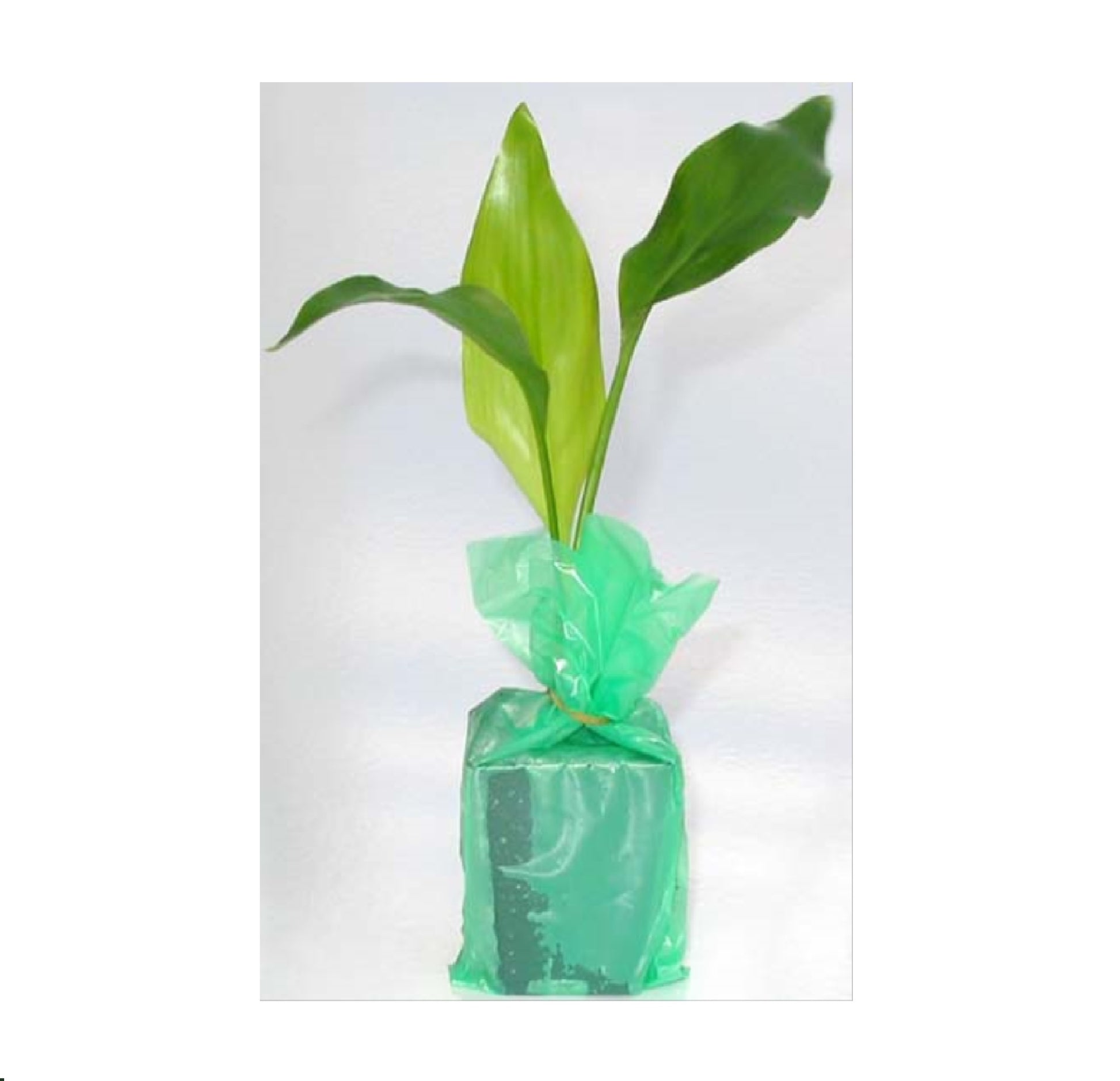 bird of paradise plants