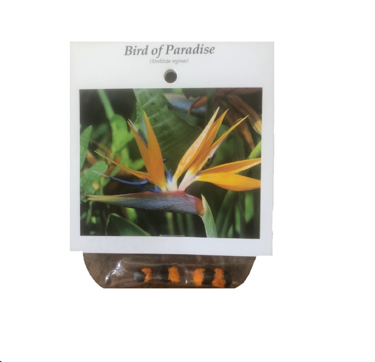 bird of paradise seeds