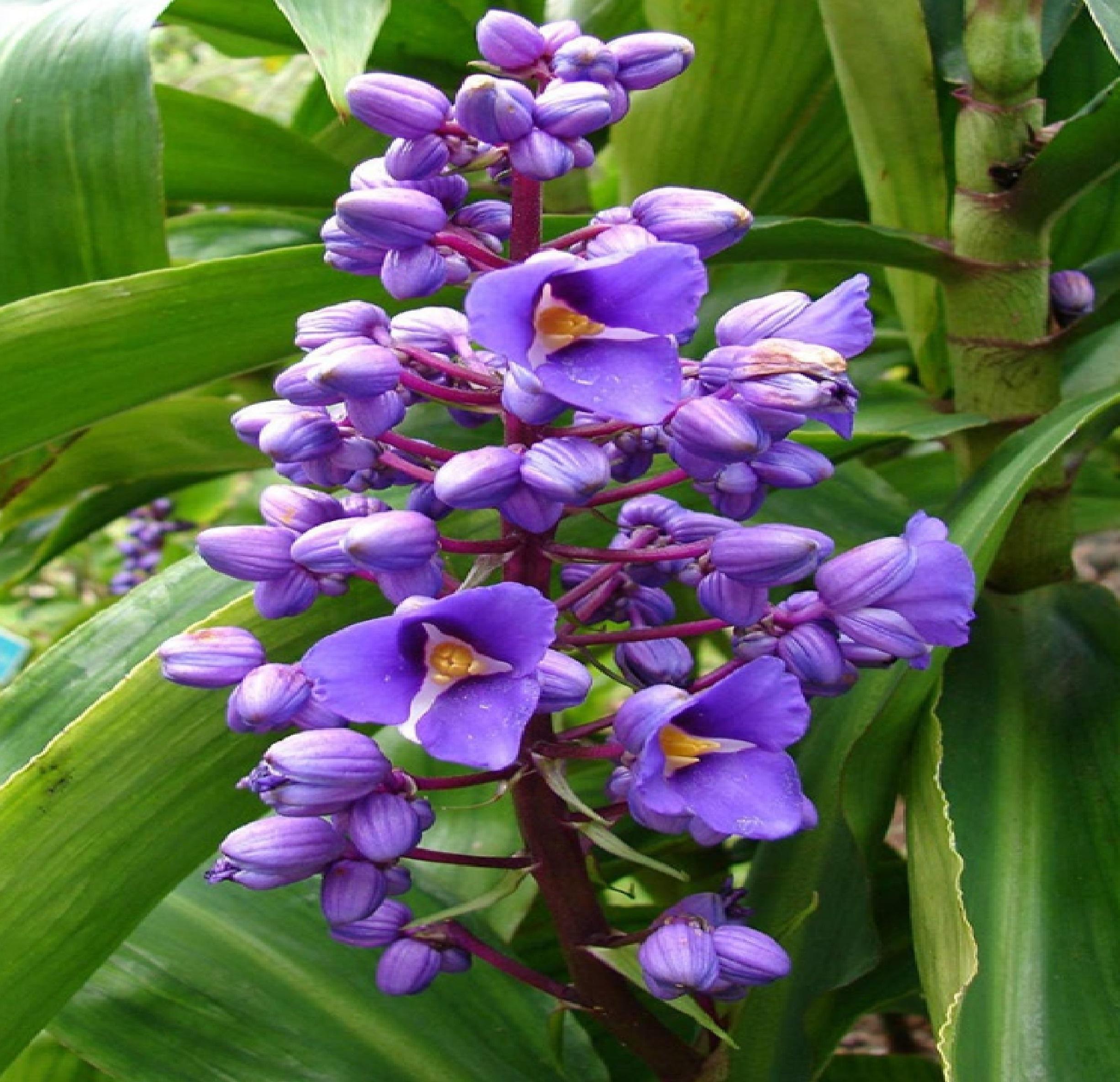 Blue Ginger Dichorisandra Thyrsiflora Hawaiian plants
