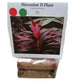 Red and Green Cordyline Fruticosa Ti Leaf Plant logs