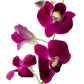 hawaiian tropical Dendrobium Orchid plants