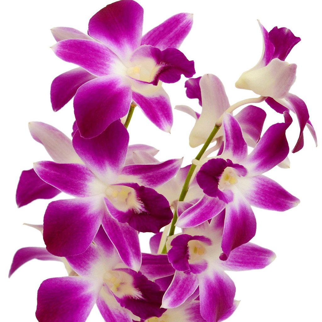 Dendrobium Orchid flowers