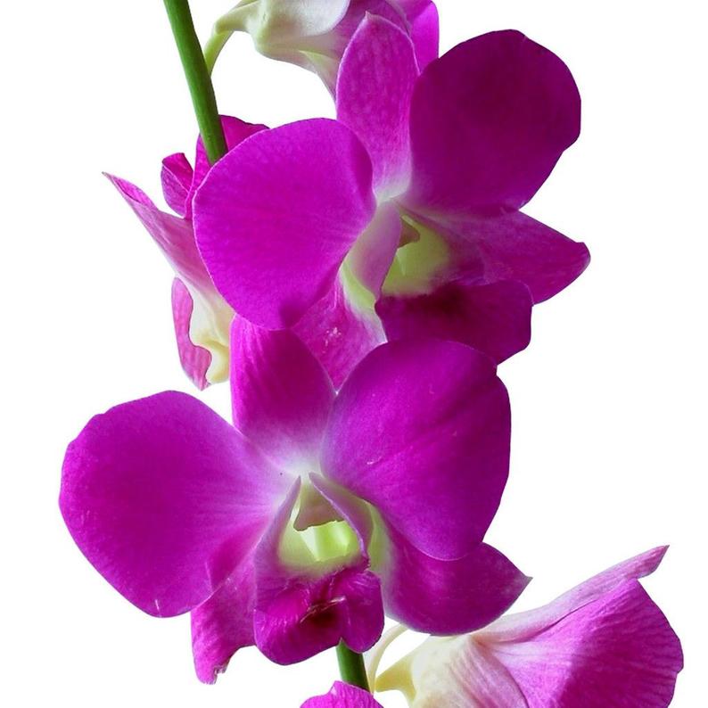 Dendrobium Orchid plants