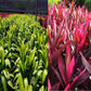 Red and Green Cordyline Fruticosa Ti Leaf Plants