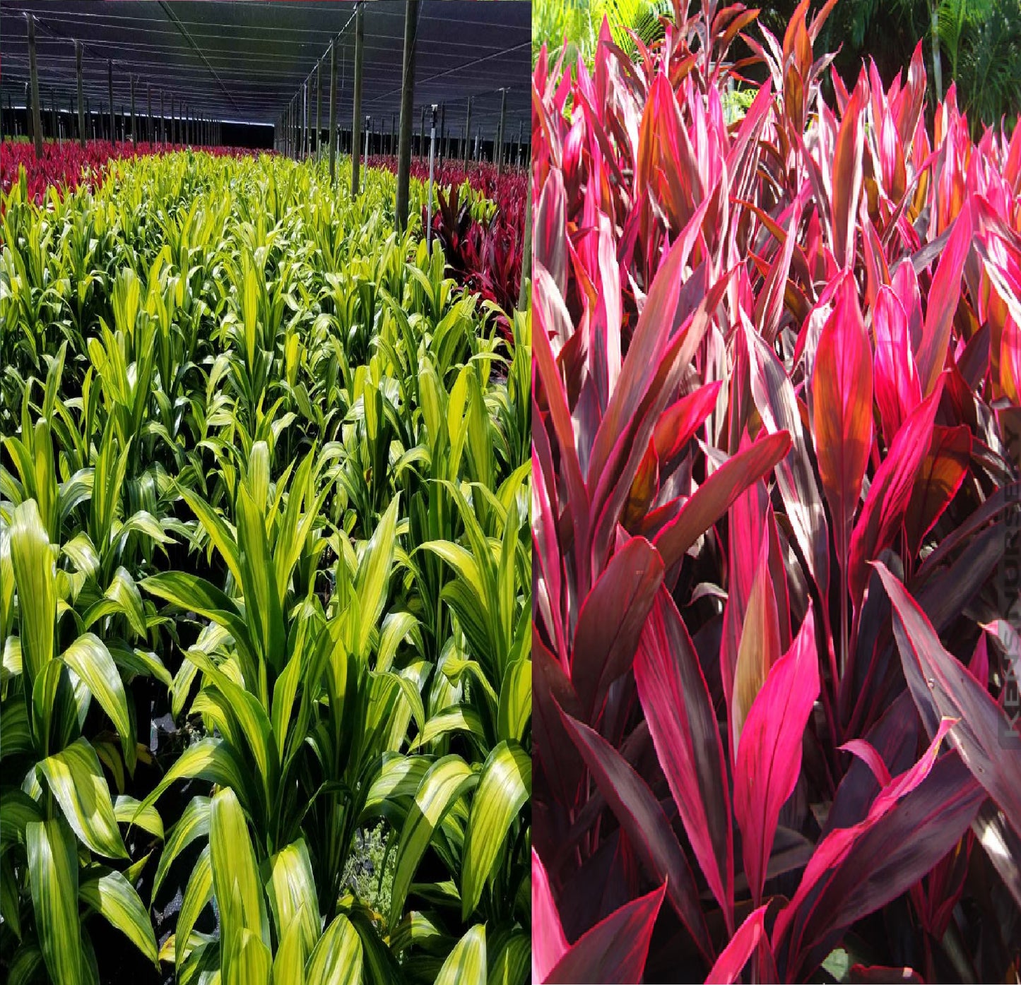 Red and Green Cordyline Fruticosa Ti Leaf Plants