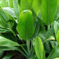 green ti leaf plants