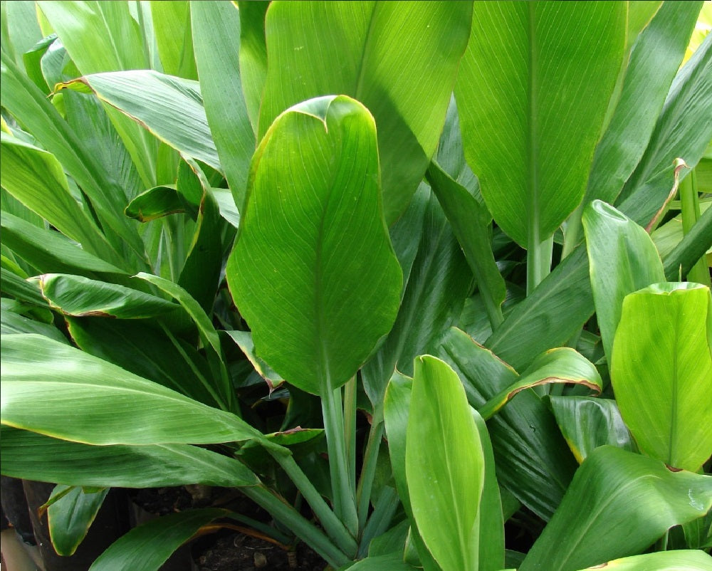 green ti leaf plants