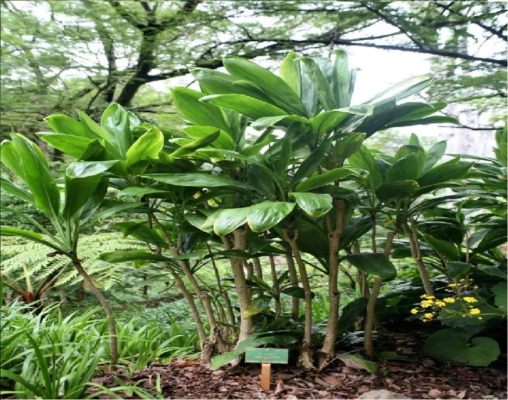 Green Cordyline Fruticosa Ti Leaf Plants 