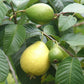 Guava Psidium Guajava fruit