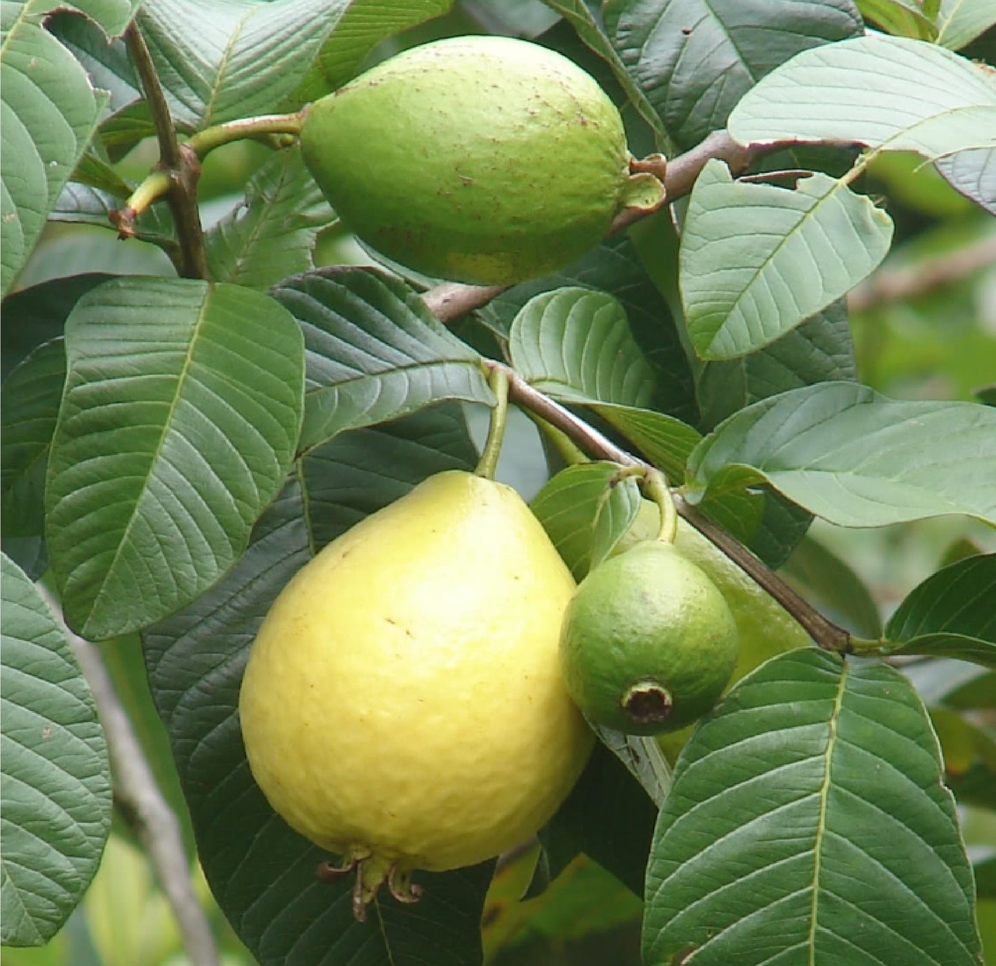 Guava Psidium Guajava fruit
