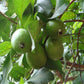 Guava fruit tree hawaiian
