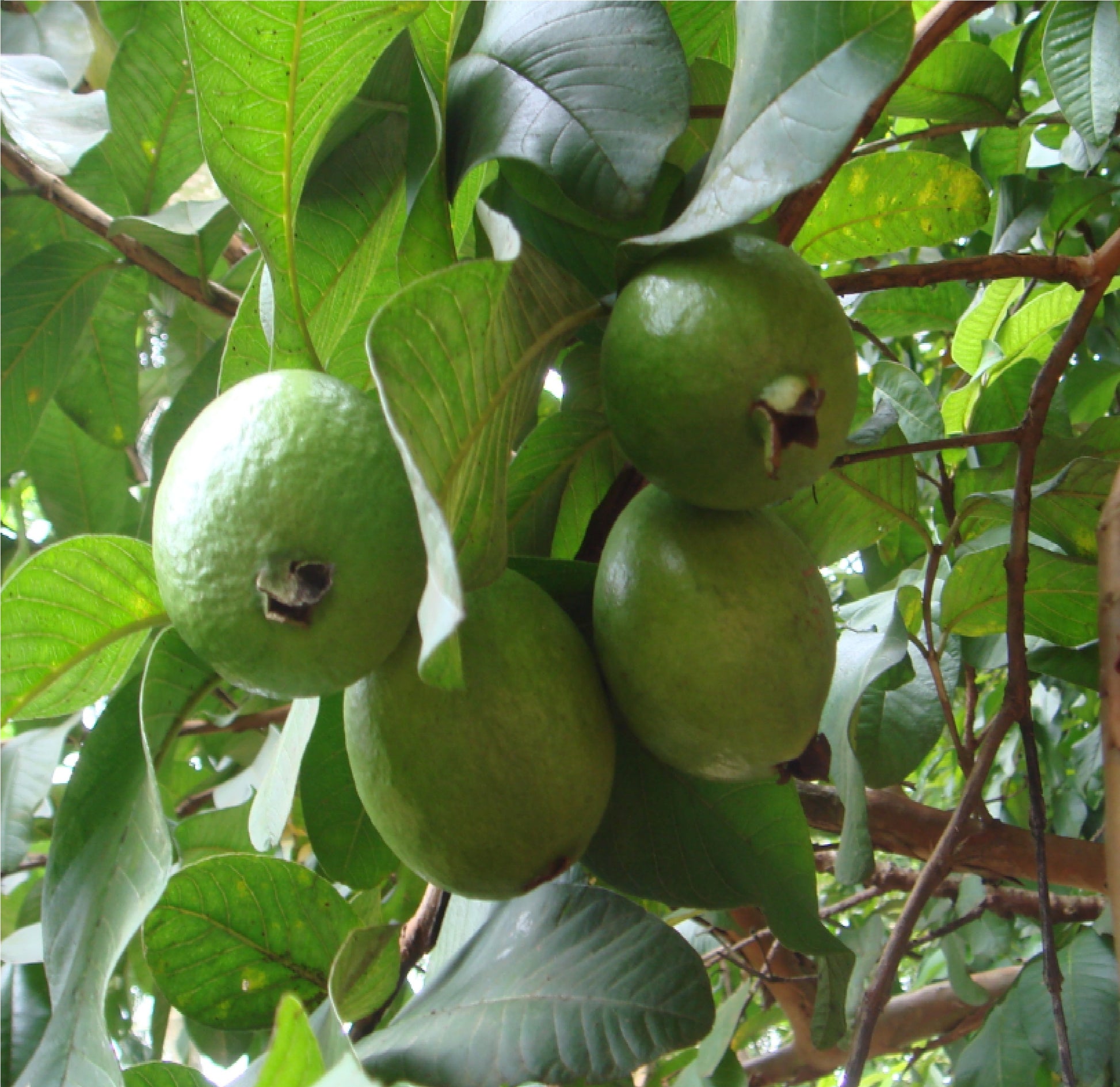 Guava fruit tree hawaiian