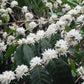 kona coffee tree flowers