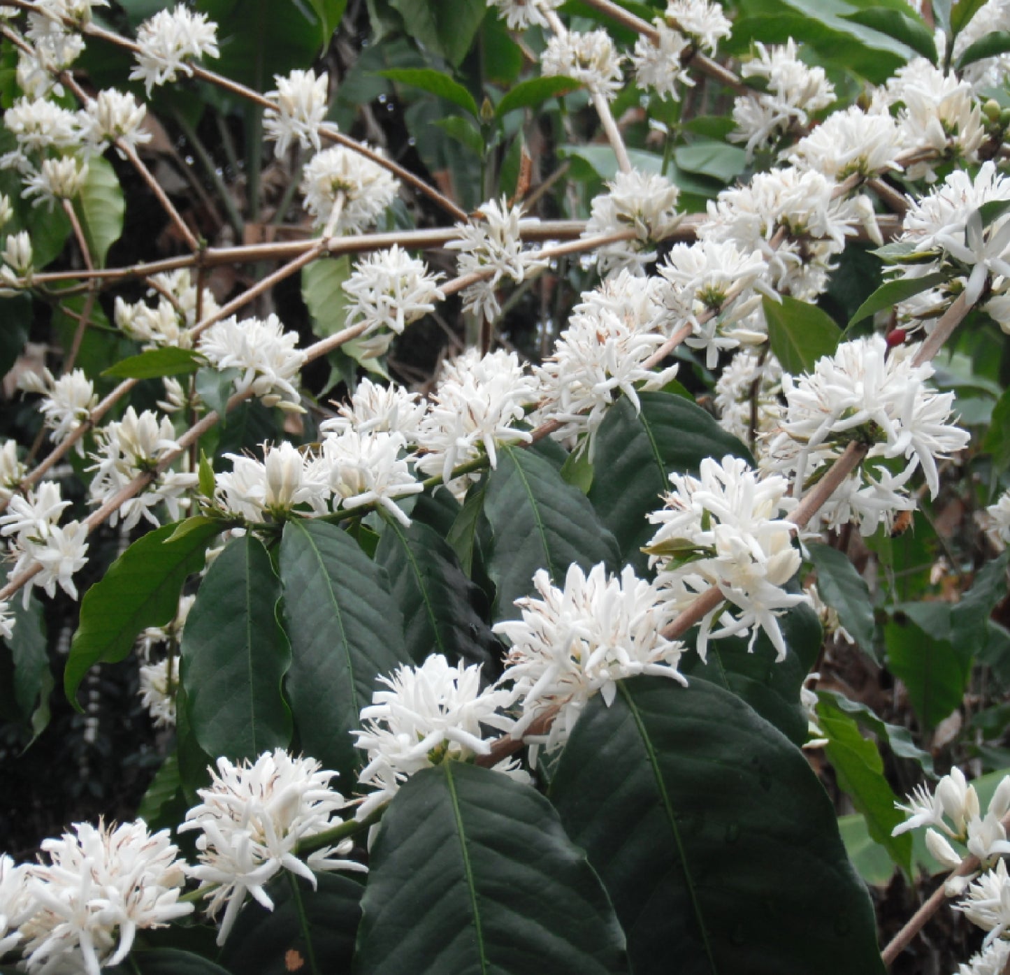 kona coffee tree flowers