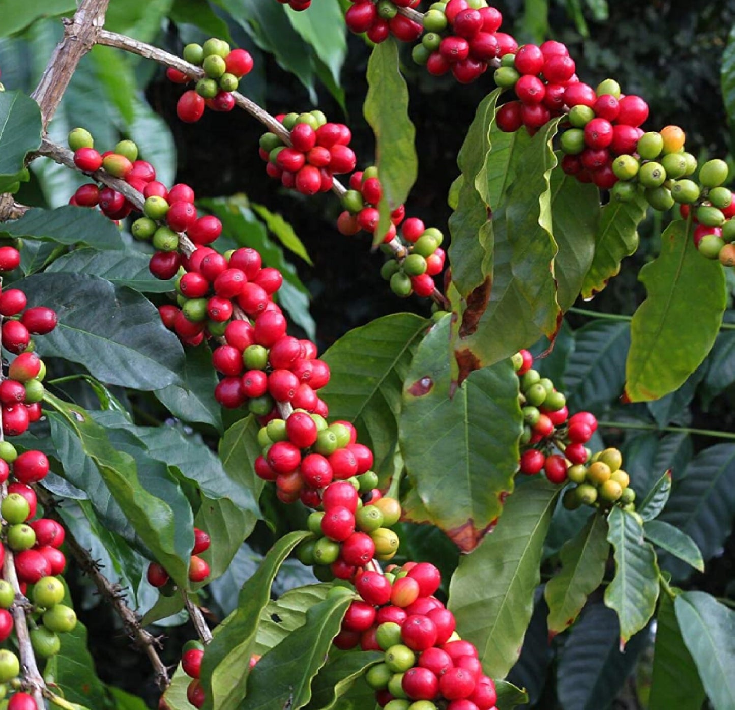 kona coffee tree berries