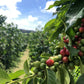 kona coffee tree farm