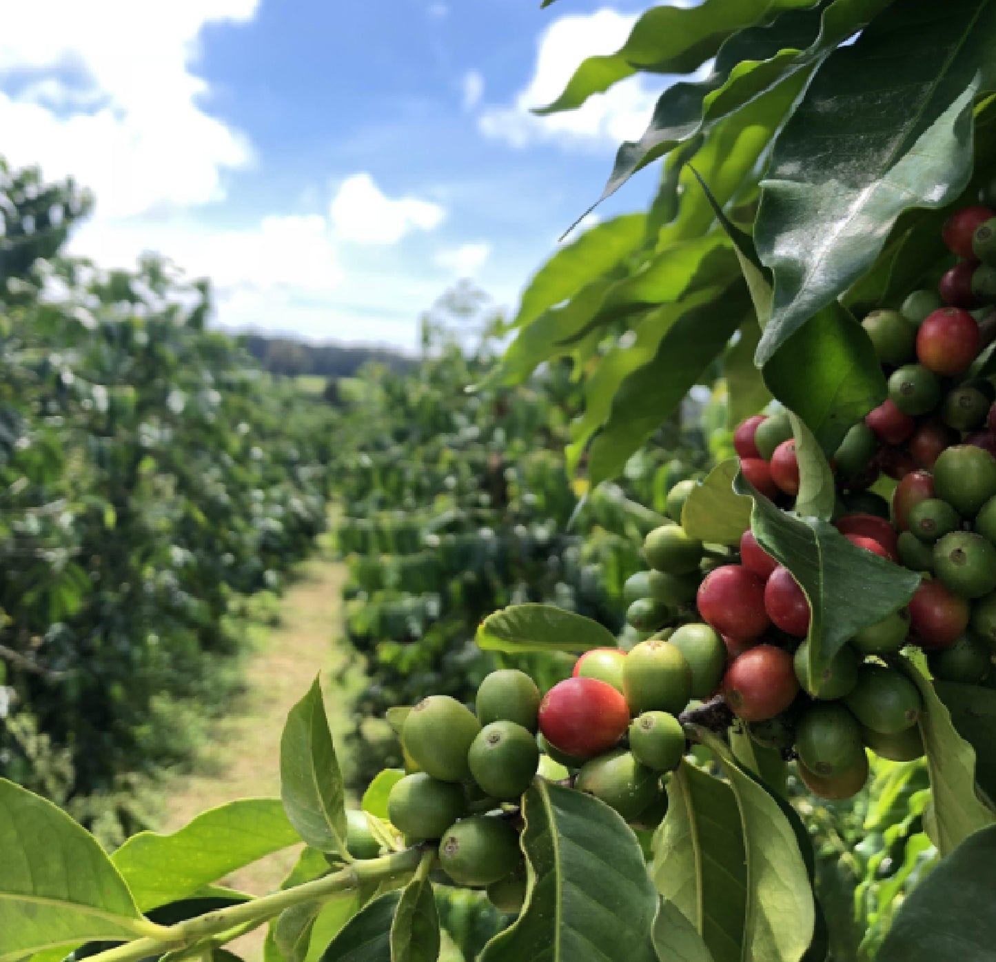 kona coffee tree farm