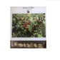 kona coffee plant seeds