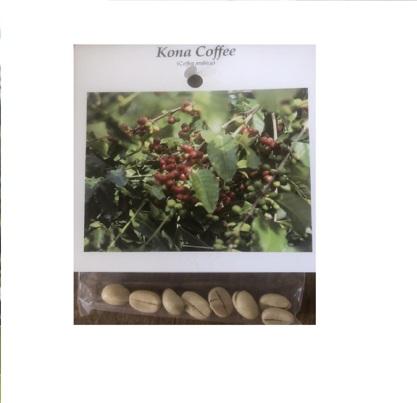 kona coffee plant seeds