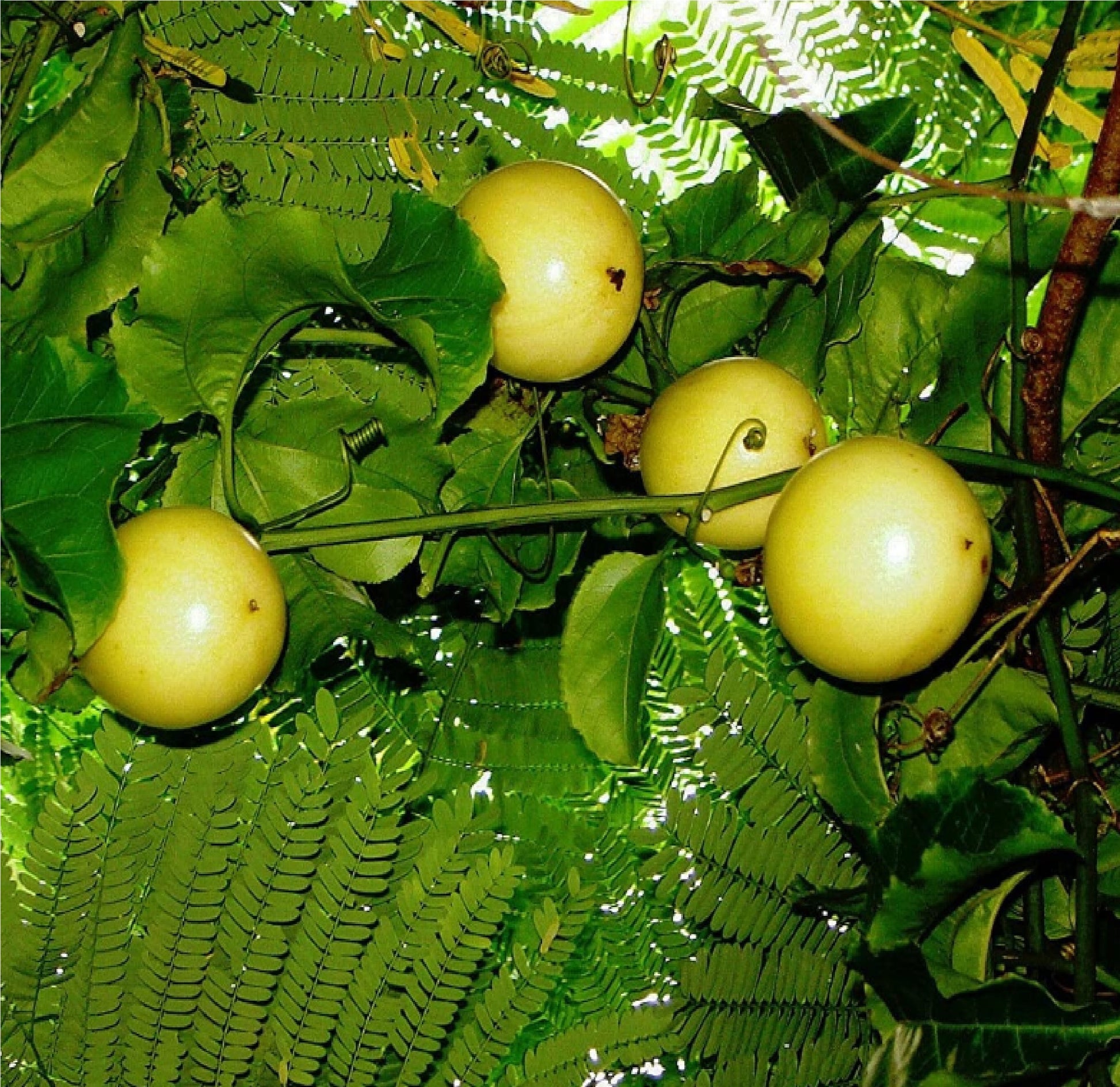 Lilikoi Passion tropical Fruit